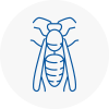Birkenhead Wasp Nest Removal
